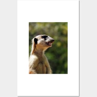 Meerkat Posters and Art